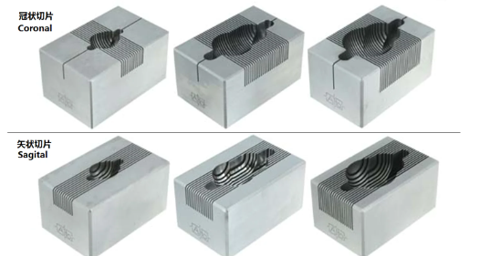 腦模具300-600G大鼠，矢狀，1MM